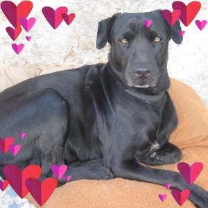 Meet your Posher, Rosa